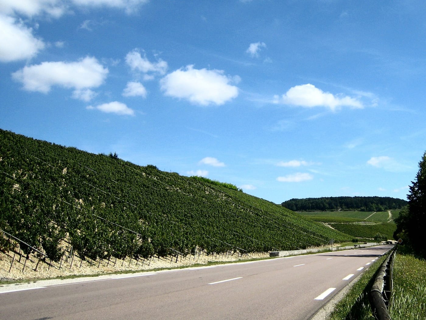 Coteau des Grands Crus de Chablis Bougros et Vaudésir, vignes en pleine végétation le long de la route