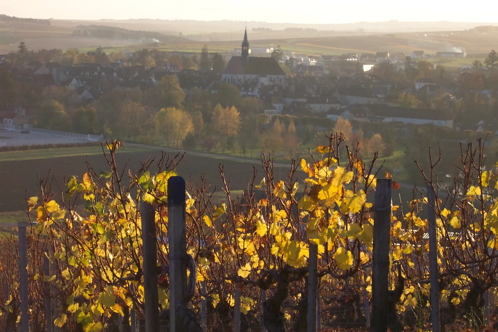 Est-ce que le Chablis est un bon vin ?